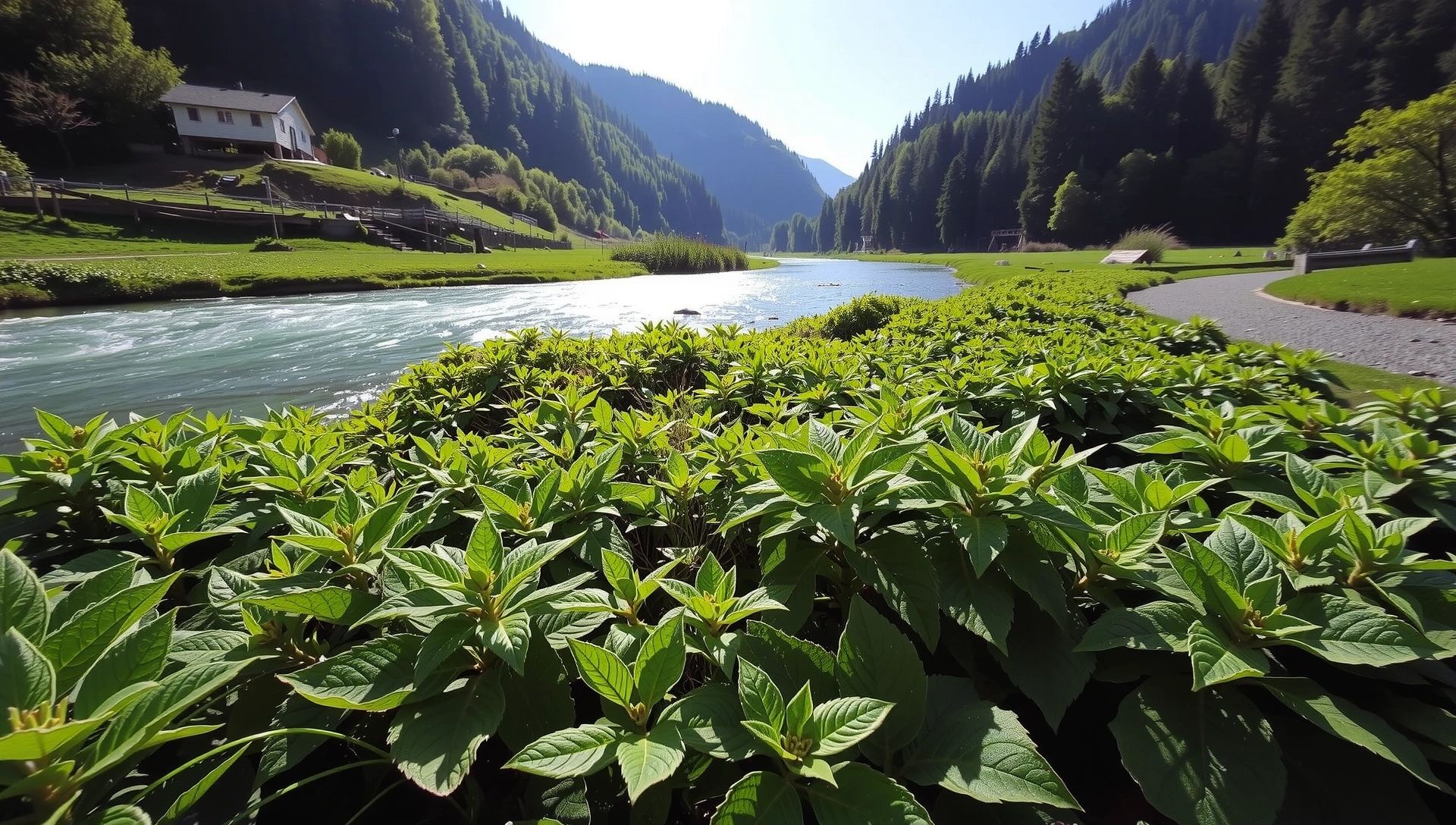 Peisaj natural vibrant cu plante medicinale și un râu cristalin, simbolizând puritatea și vitalitatea naturii